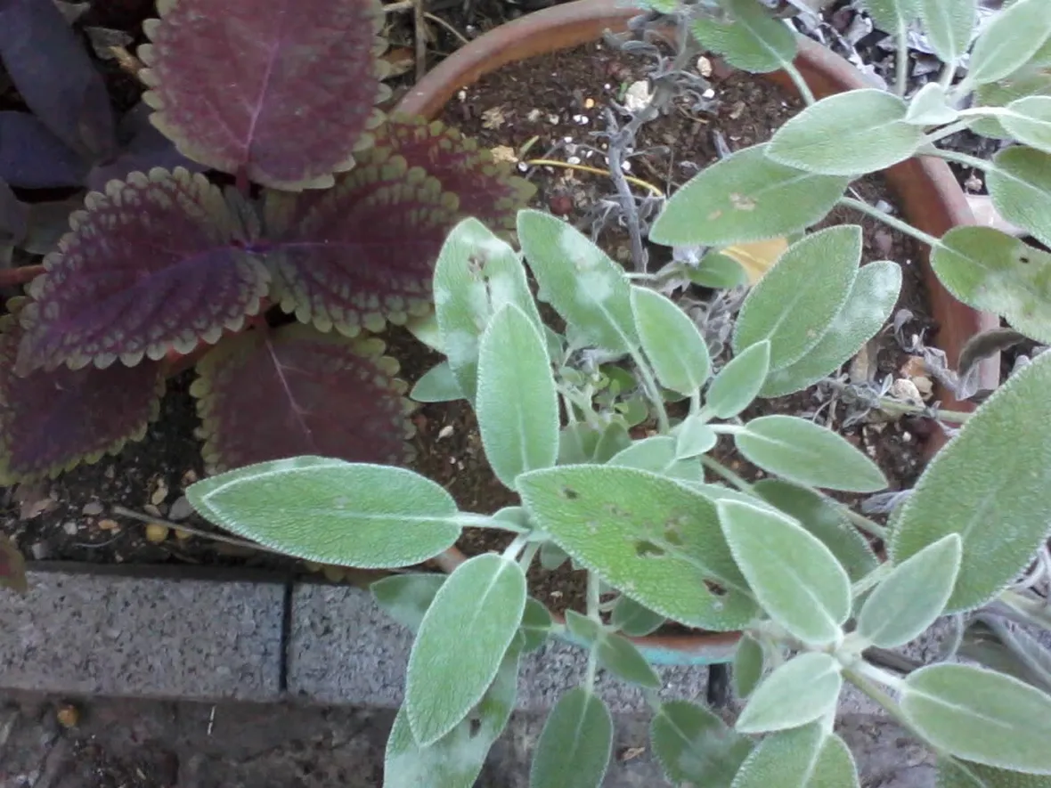 salvia