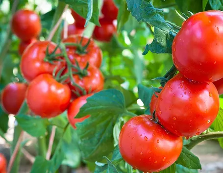 pomodori