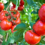 pomodori