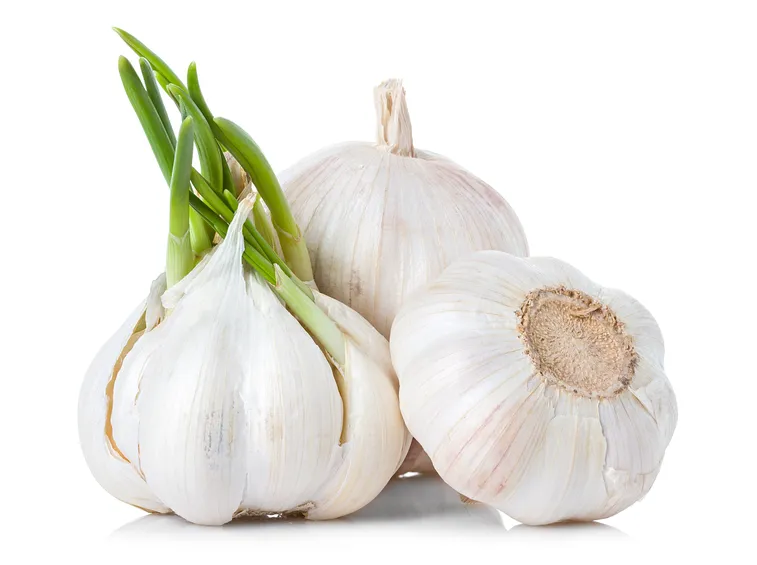 Bulbi aglio