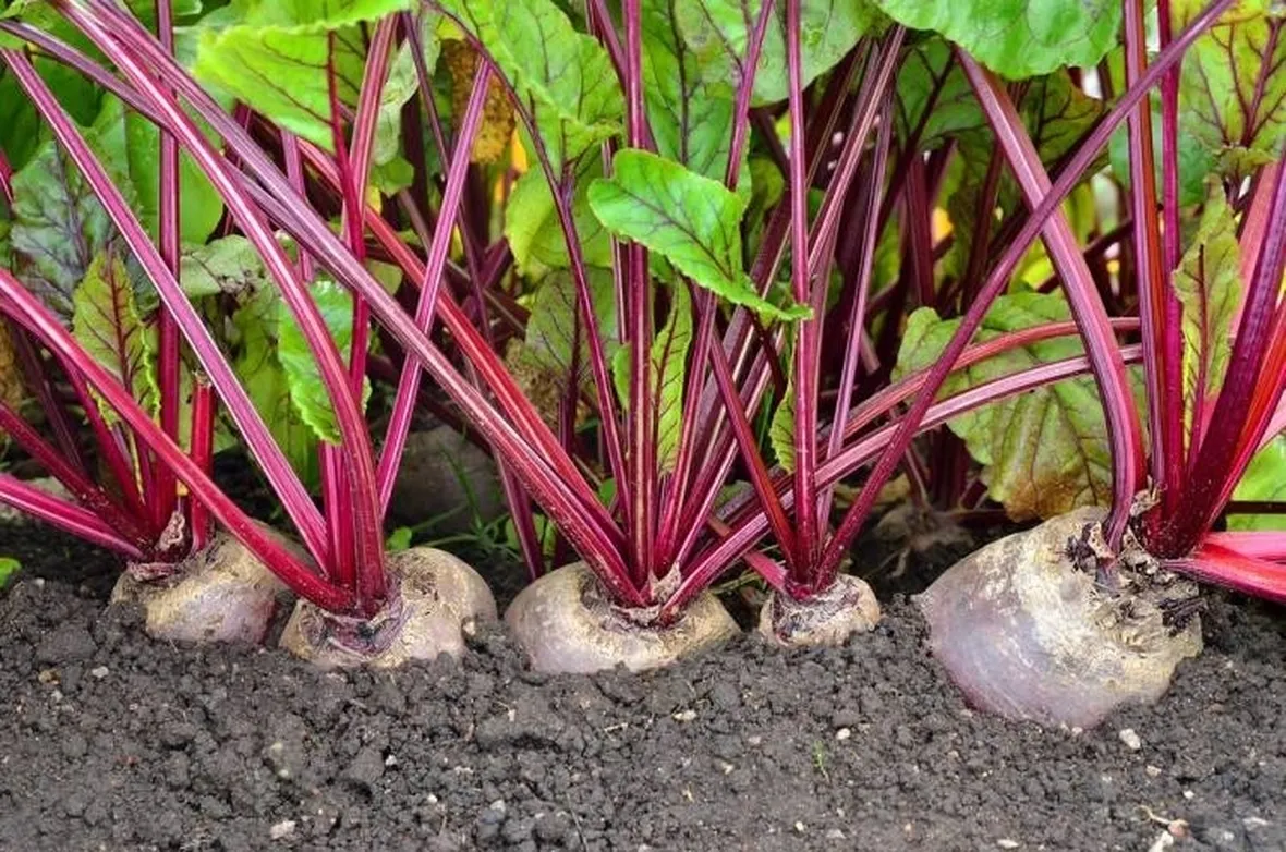 Barbabietola rossa