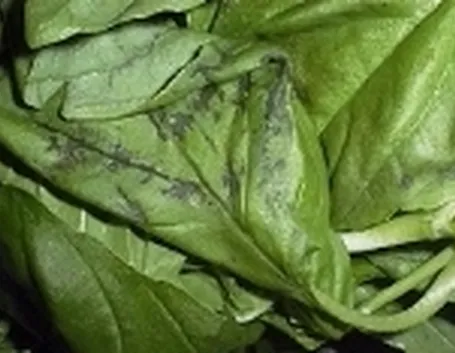 basilico