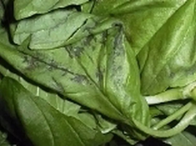 basilico