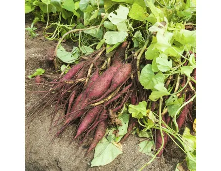 Pianta fiore batata