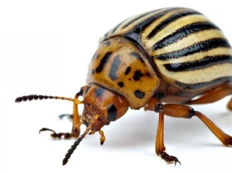 Pianta patata dolce