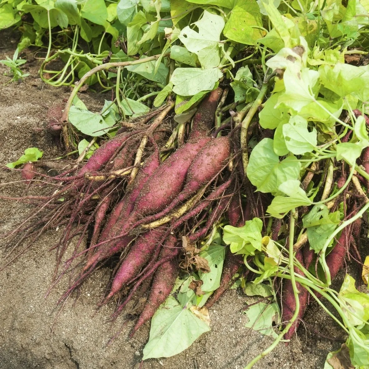 Pianta fiore batata