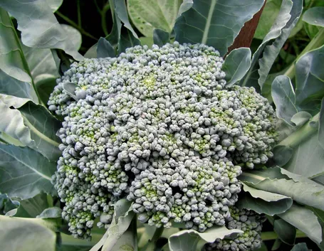 Broccolo calabrese