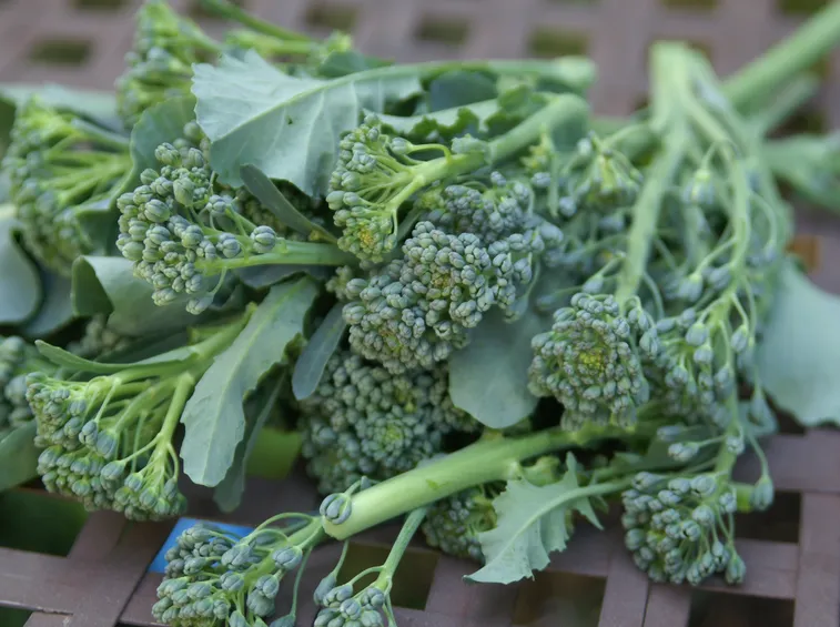 Broccolo varietà