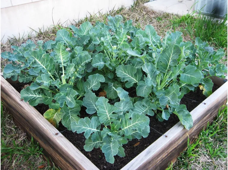 Broccoli semenzaio