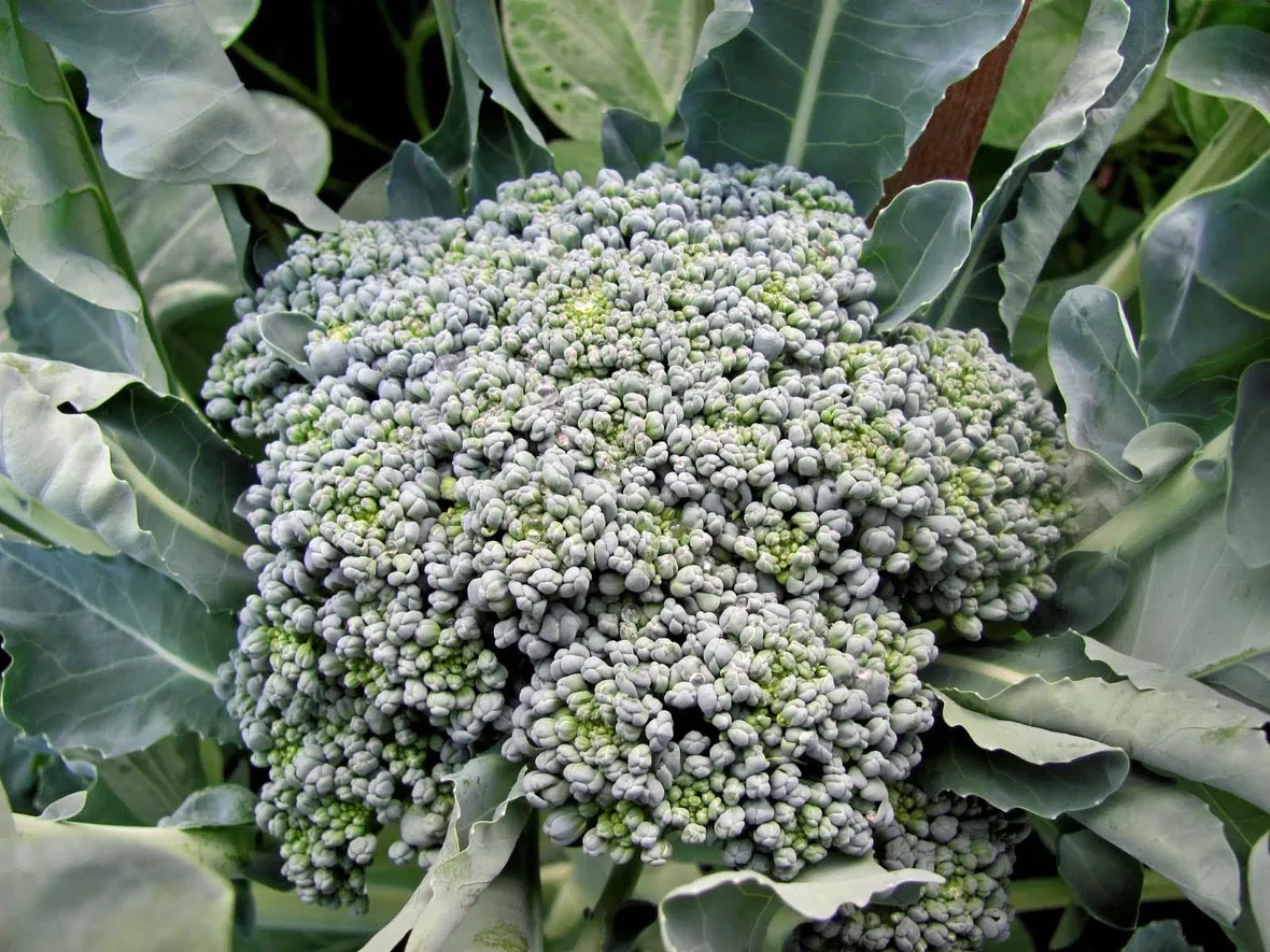 Broccolo calabrese