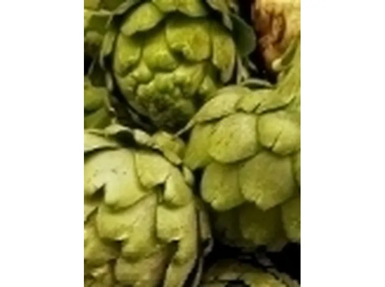 carciofi