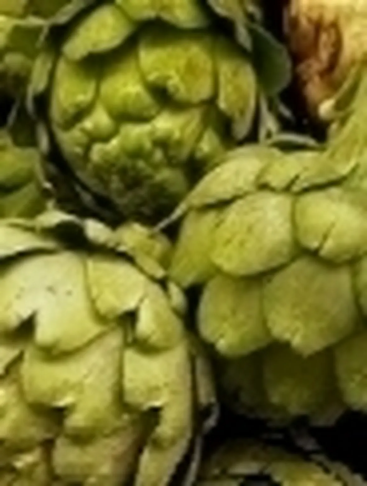 carciofi