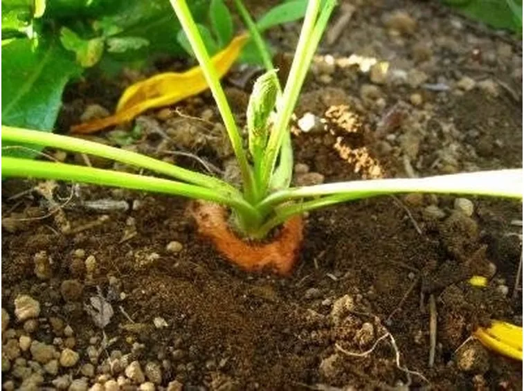 carota