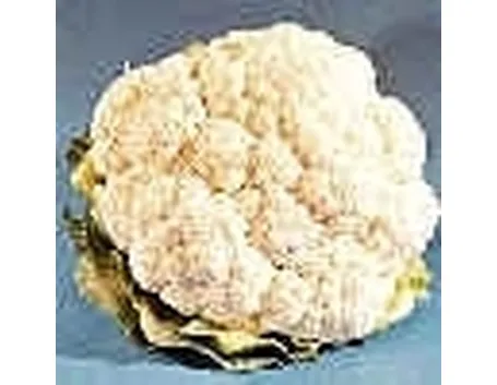 Cavolfiore