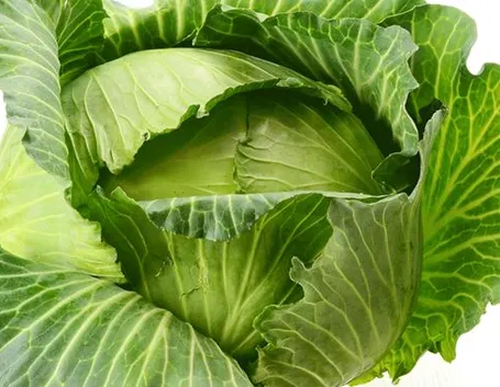 Cavolo cappuccio