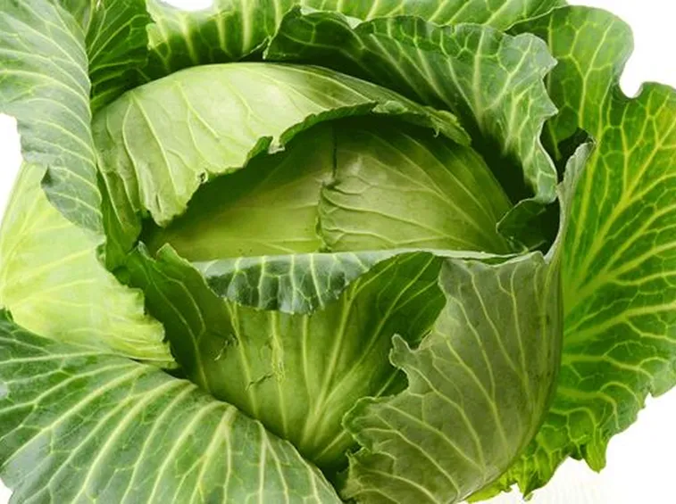 Cavolo cappuccio