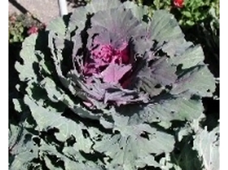 Cavolo cappuccio rosso