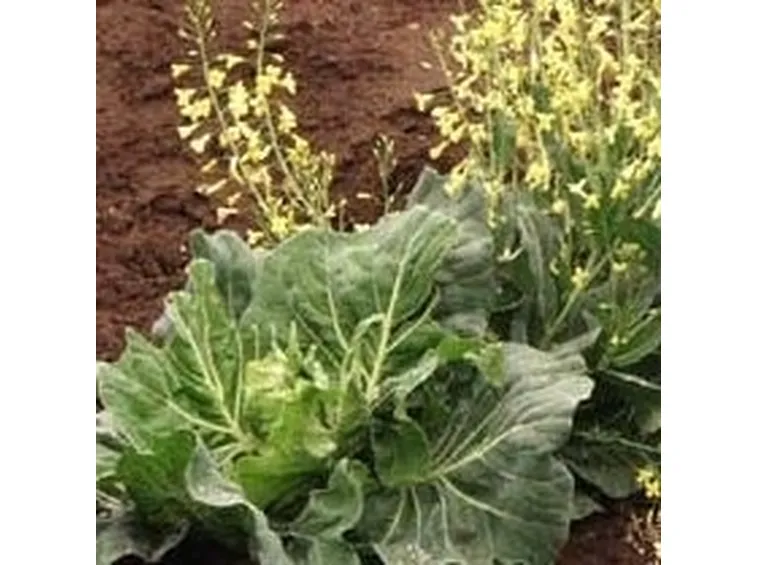 fiori cavolo cappuccio