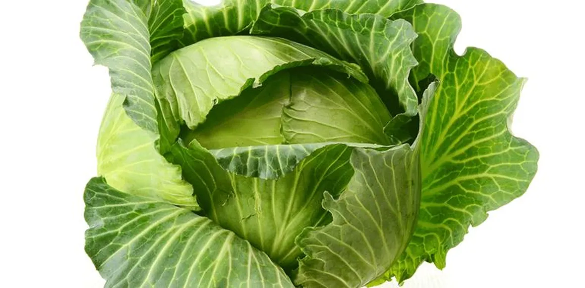 Cavolo cappuccio