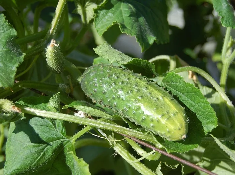 pianta cetriolo