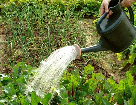 Cime rapa irrigazione