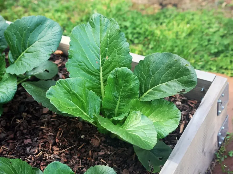Cime rapa coltivazione vaso