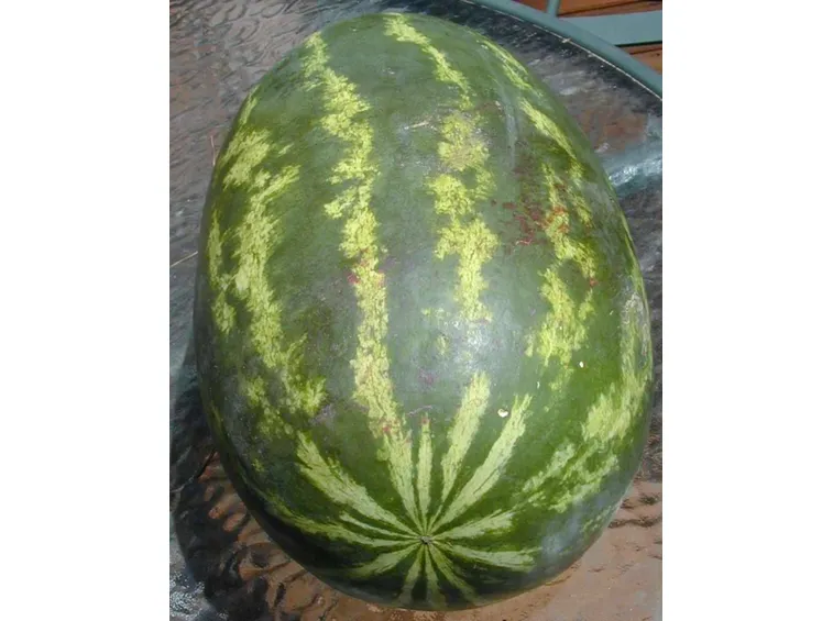 Un cocomero intero
