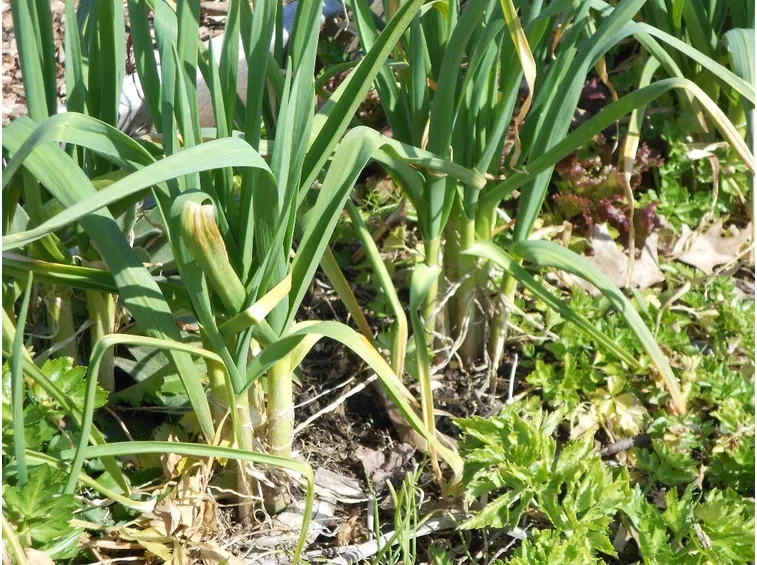 Orto con piante di aglio