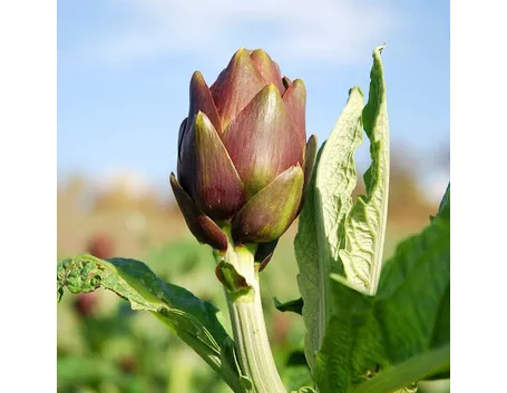 carciofo maturo nel campo