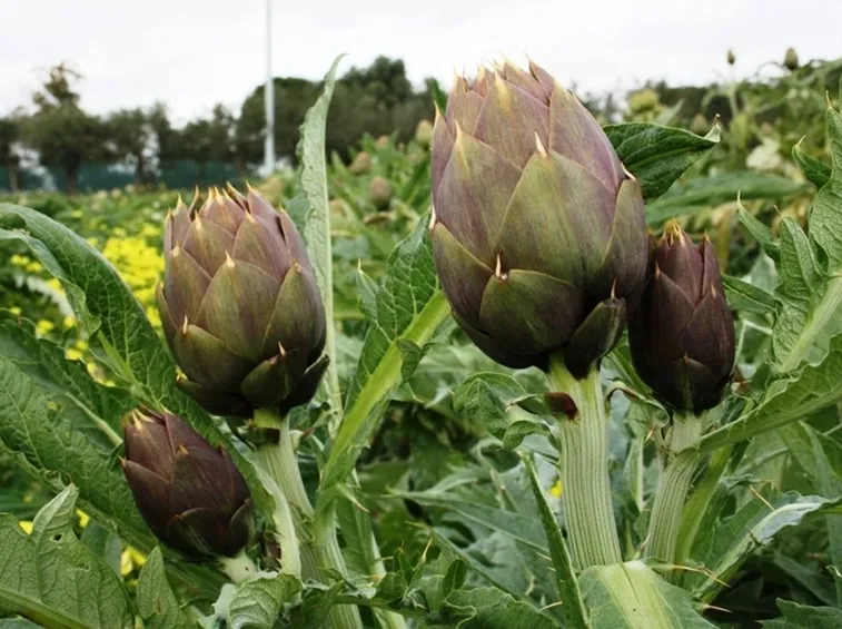 campo di carciofi verdi e viola