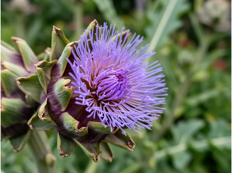 bellissimo fiore di carciofo