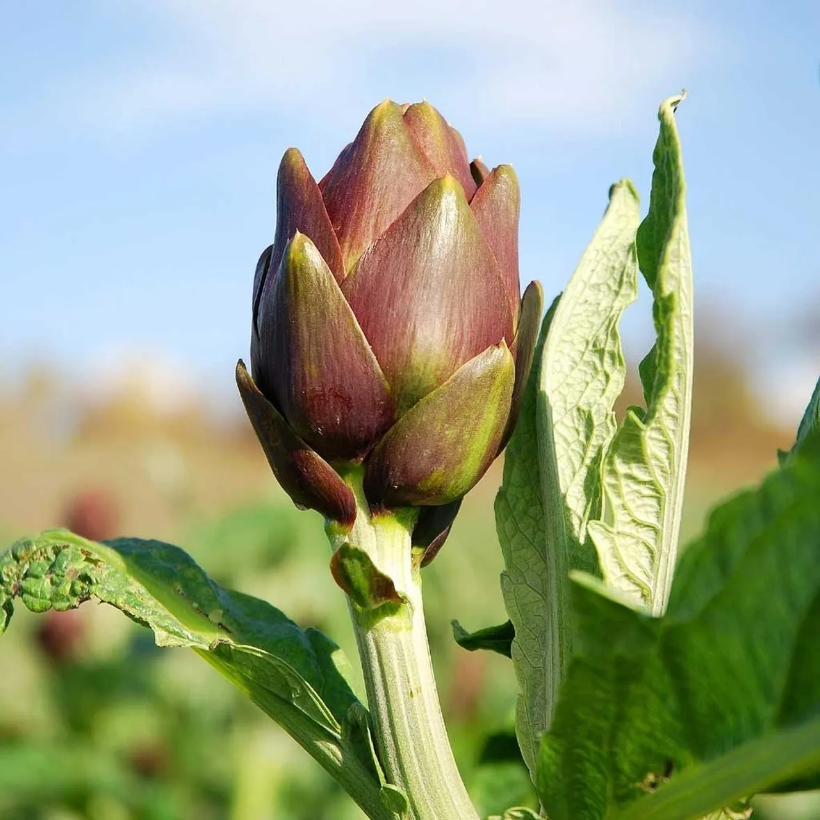 carciofo maturo nel campo