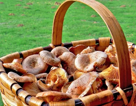 Un cestino di funghi