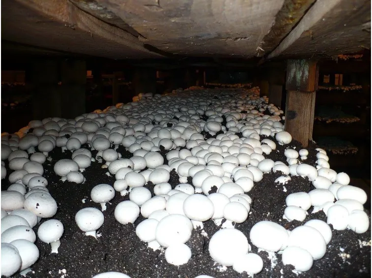 Una fungaia allestita in un luogo riparato ed umido