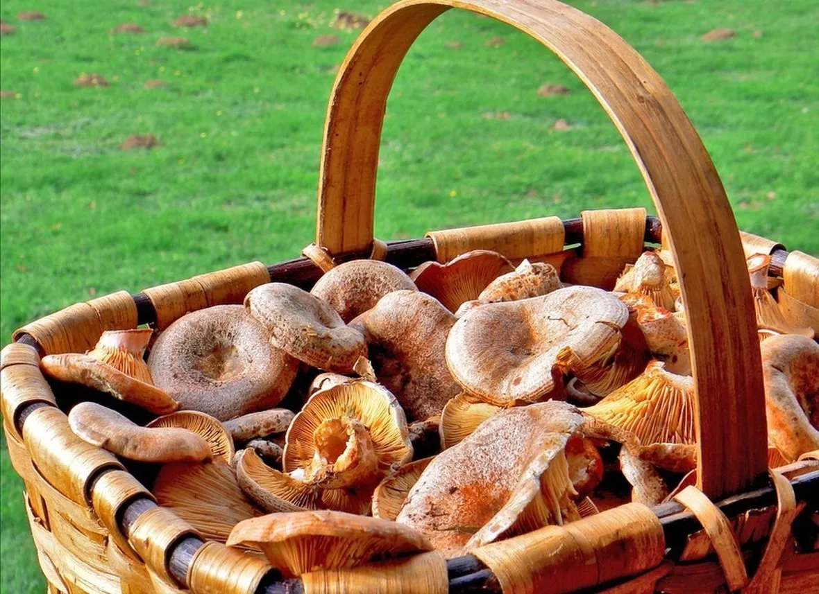 Un cestino di funghi