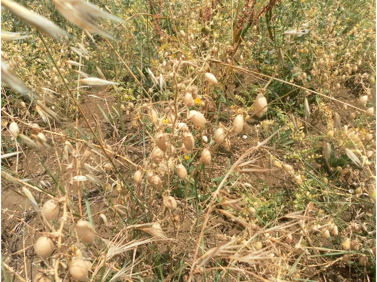 Lenticchie da raccogliere