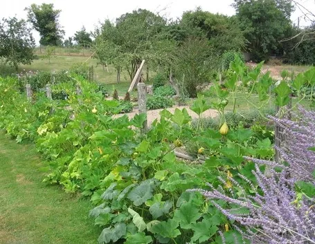 Rigogliose piante di zucchine