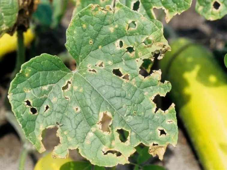 Pianta di zucchini ammalata