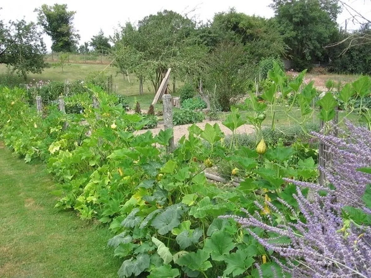 Rigogliose piante di zucchine