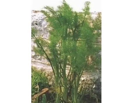 Finocchio