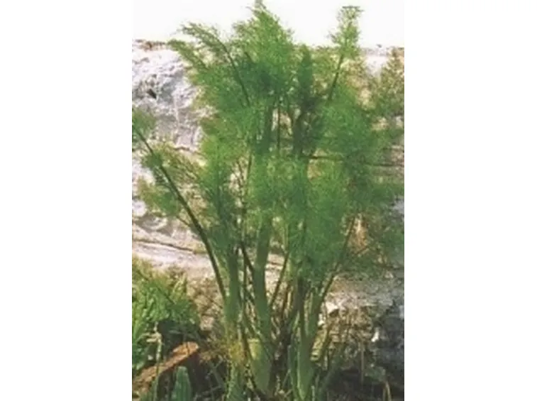 Finocchio