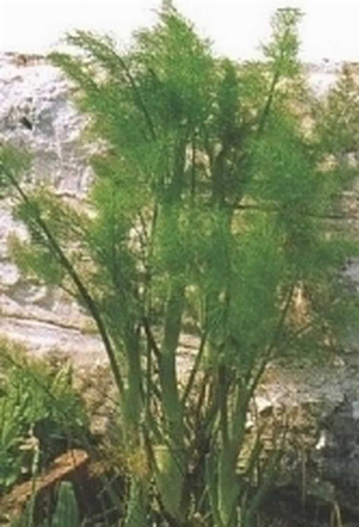 Finocchio