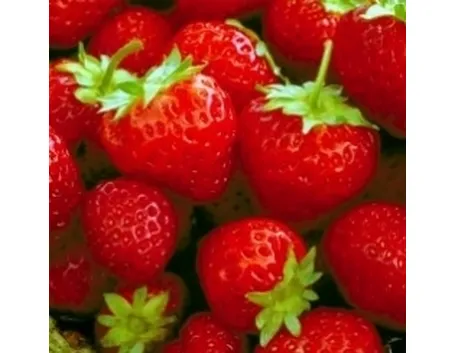 Fragola