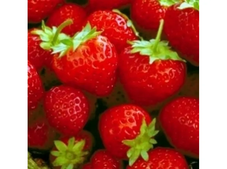 Fragola