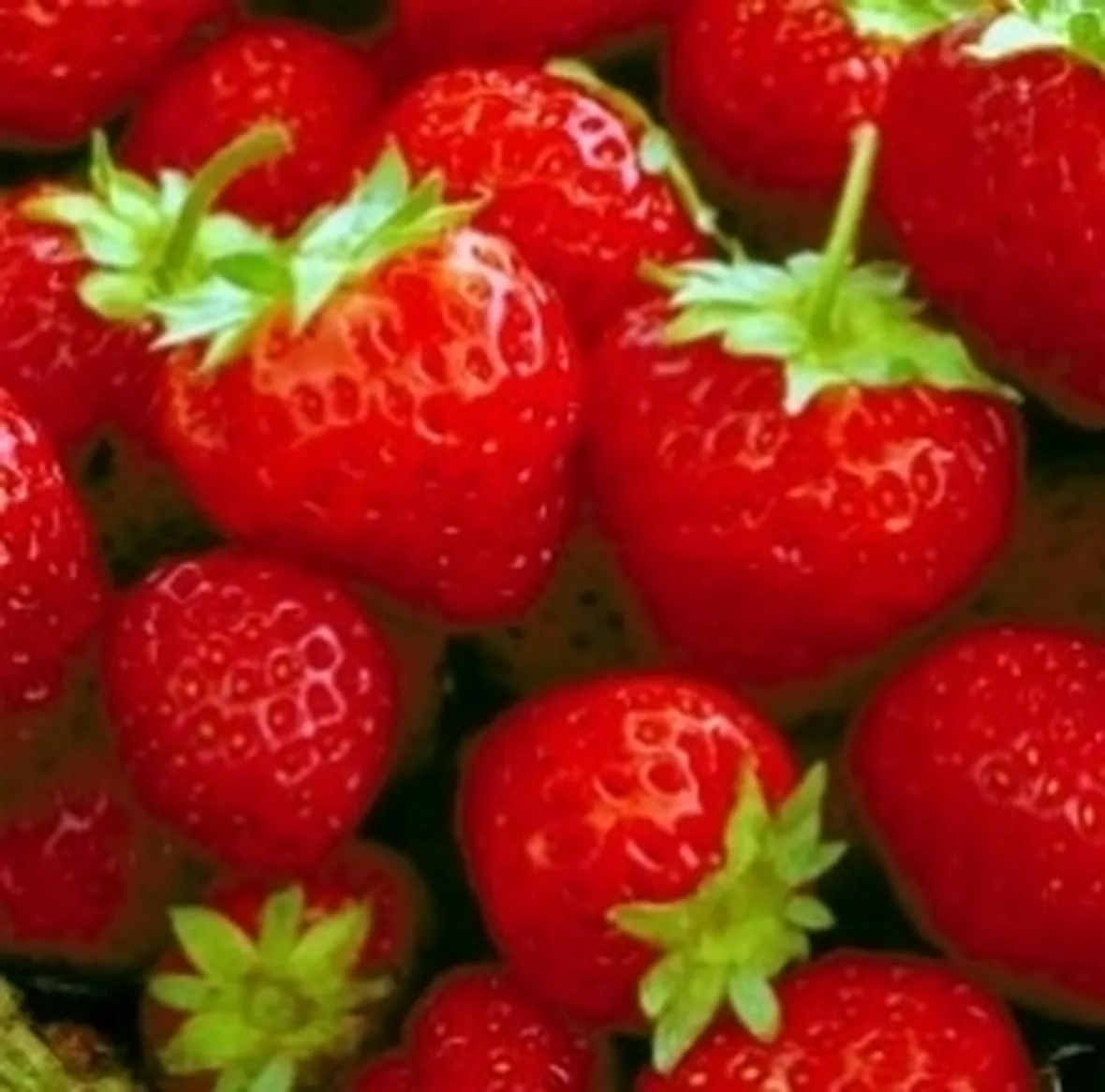 Fragola