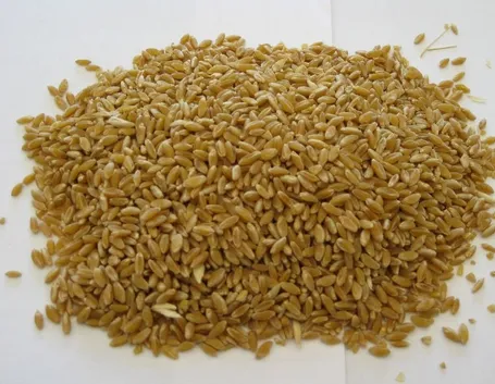 Grano duro
