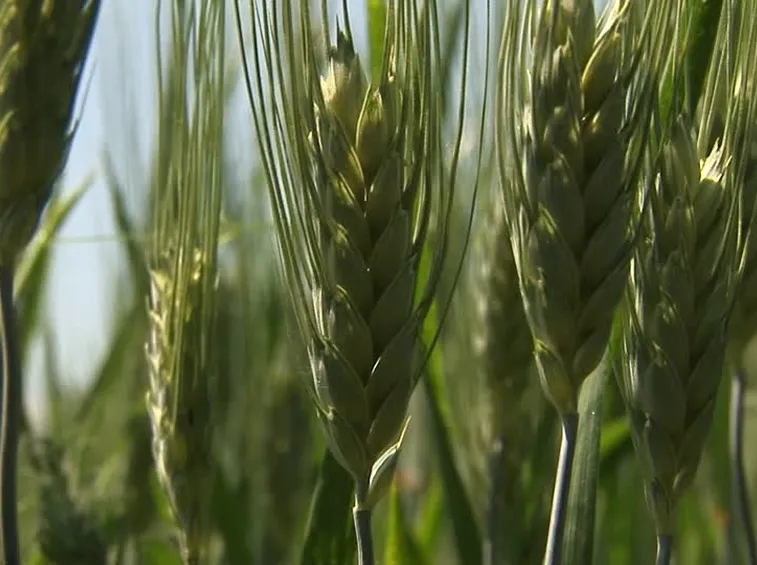 Spiga grano