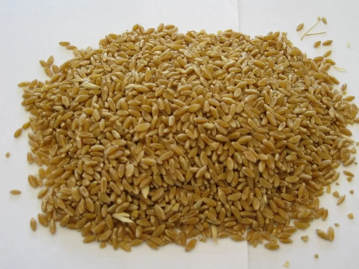 Grano duro