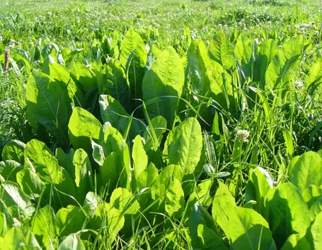 Pianta di cicoria