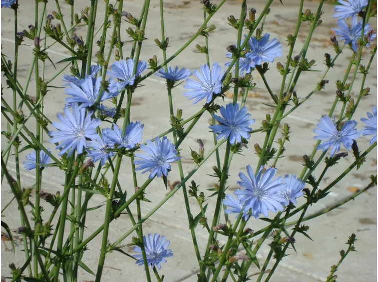 Fiori di cicoria selvatica